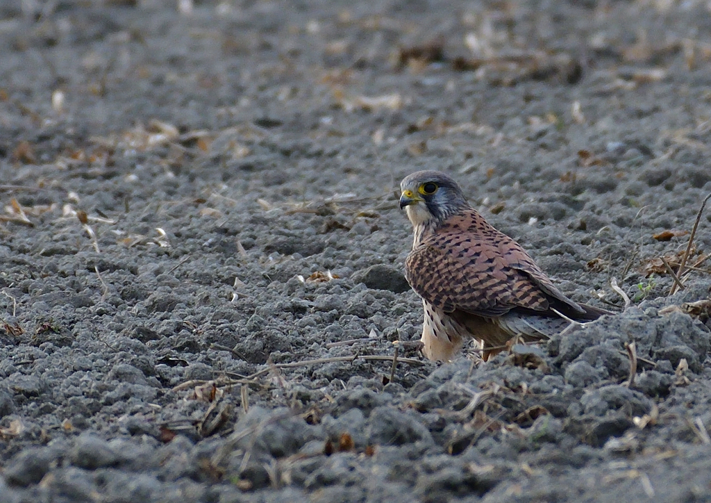 チョウゲンボウ　１２/２９❸