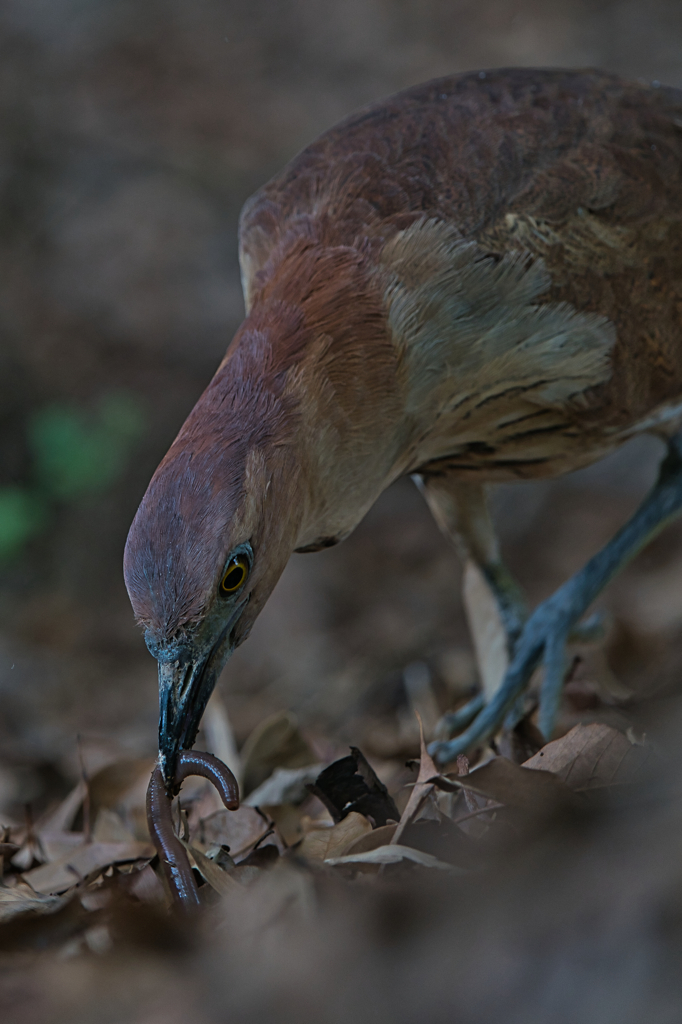 ミゾゴイ　６/２６❸