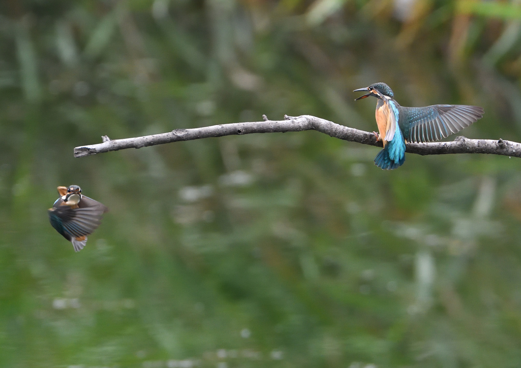 2羽の若鳥　７/９❶