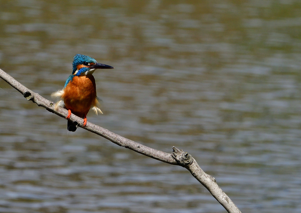 止まり木　５/１１