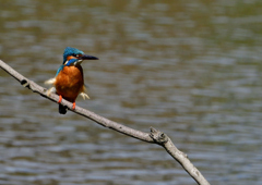 止まり木　５/１１