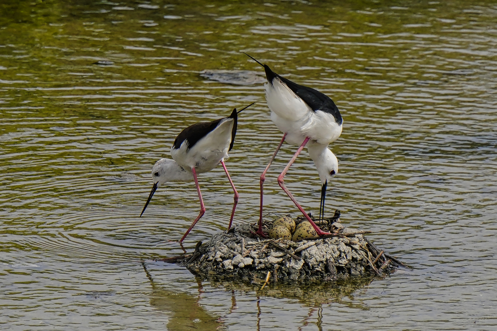 セイタカシギ抱卵中　６/２❶