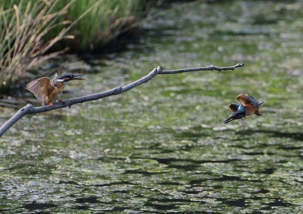 2羽のカワセミ　８/１９❷
