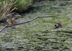 2羽のカワセミ　８/１９❷
