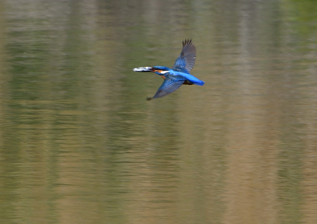魚を・・・・　４/２０❺