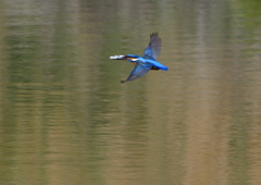 魚を・・・・　４/２０❺