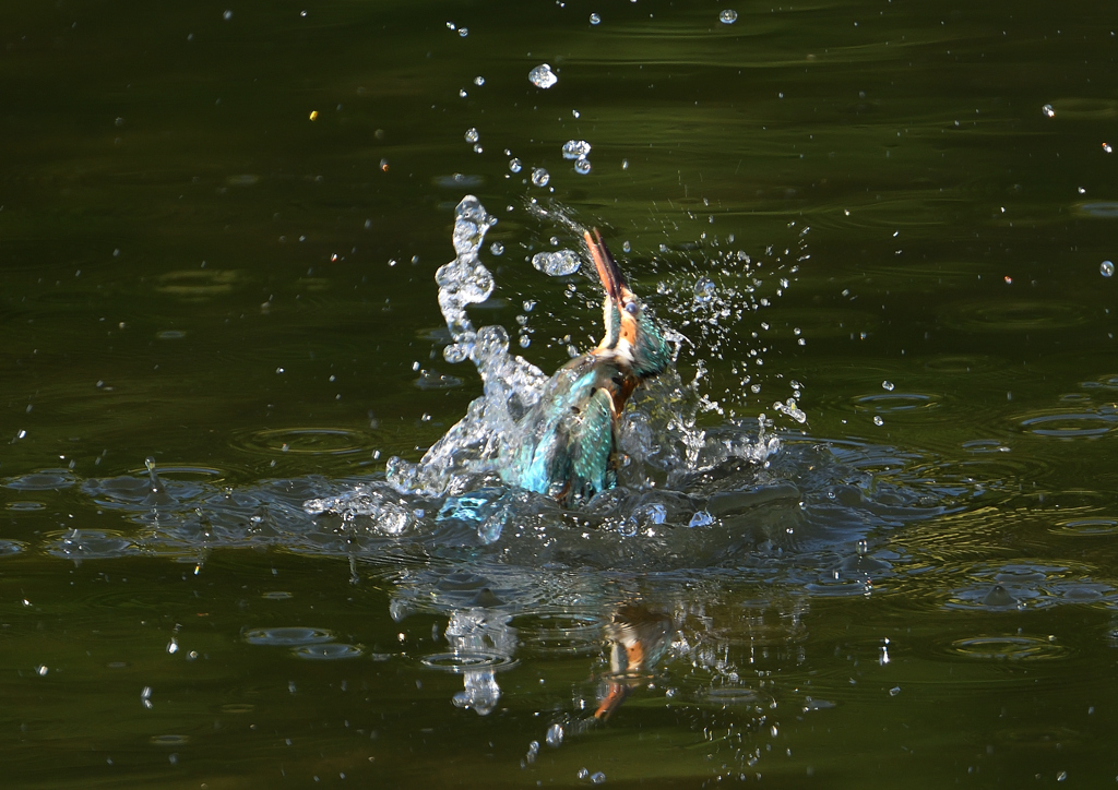 ダイブ　５/３０❸