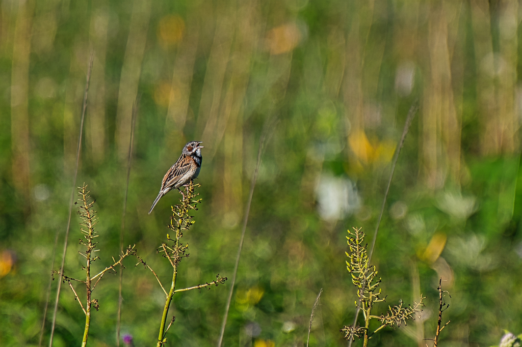 ホオアカ　７/１８❶