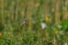 ホオアカ　７/１８❶