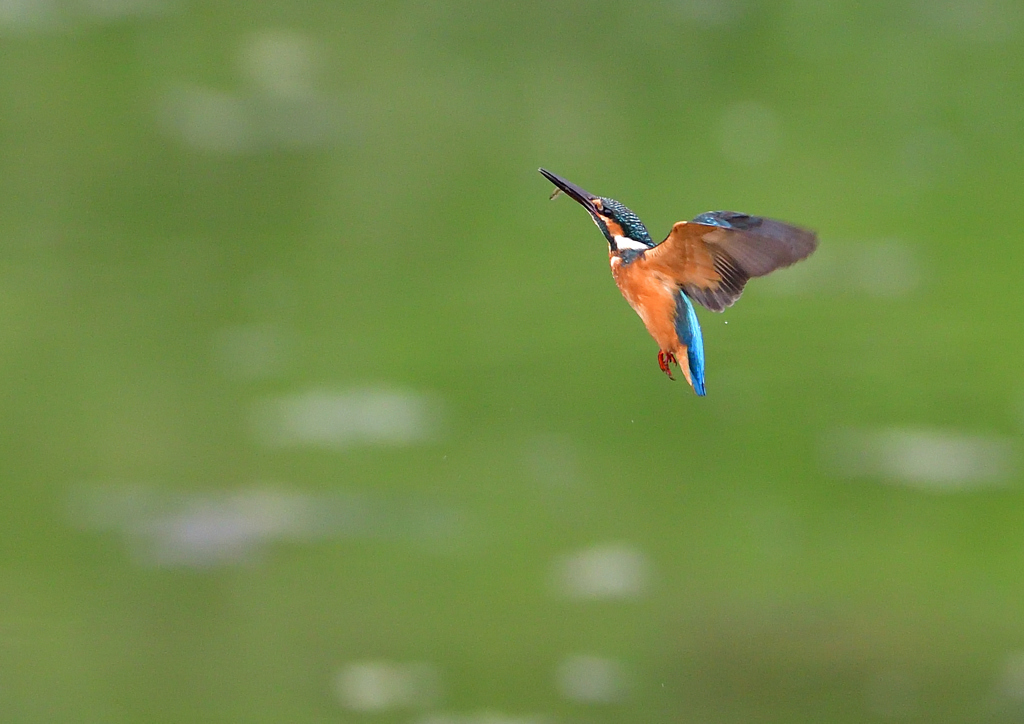 いつもの公園　７/２１➂