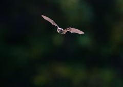 遠くで舞うが・・・　８/２１❶