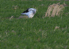 _190205_162604 DSC_8765