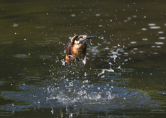 水飛沫　９/６⓫