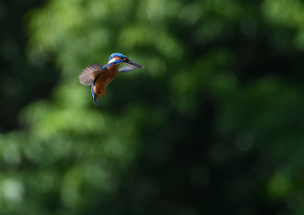 ホバ　５/１５❶