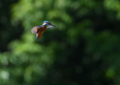 ホバ　５/１５❶