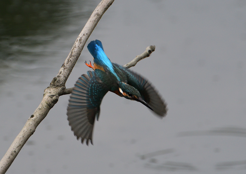 止まり木から・・・　８/２０❶