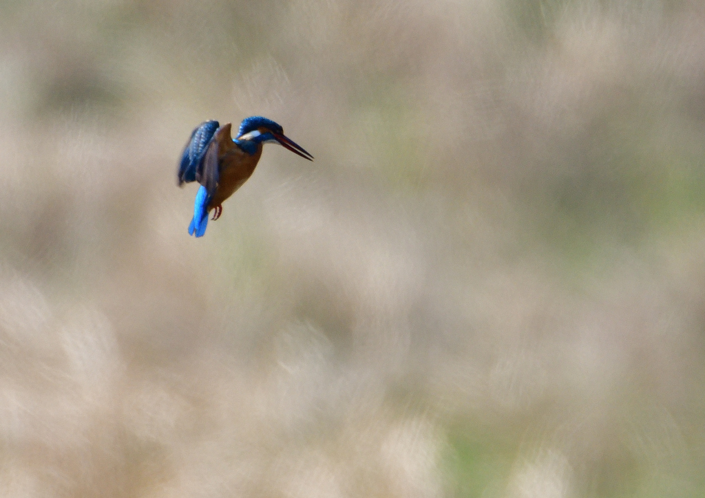 ホバ　３/１９⓭