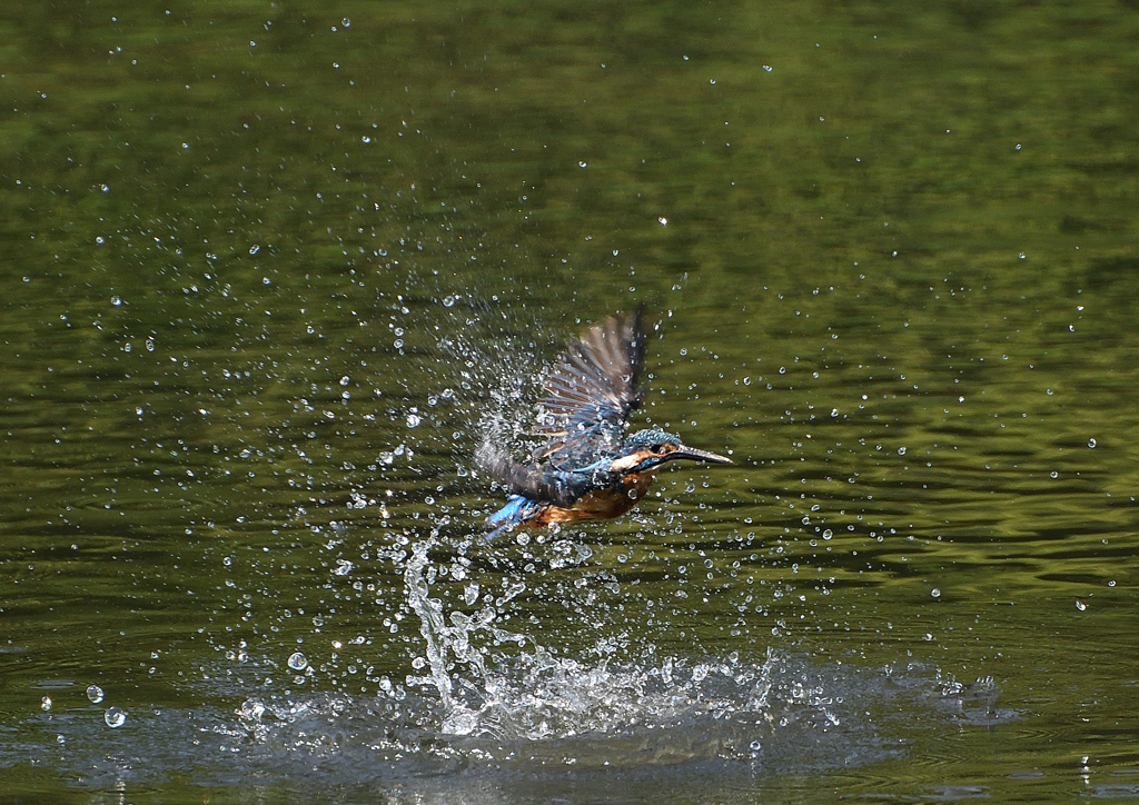 ダイブ　８/２５❸