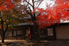 参道の紅葉　１１/２０❷