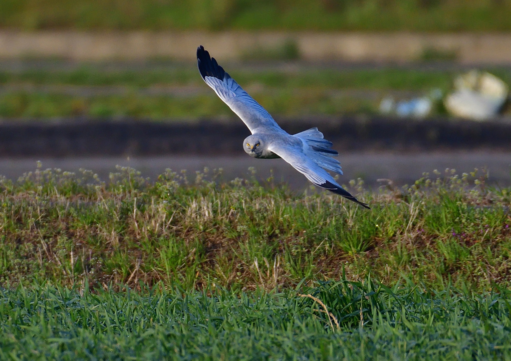 ハイイロチュウヒ　３/１３❸