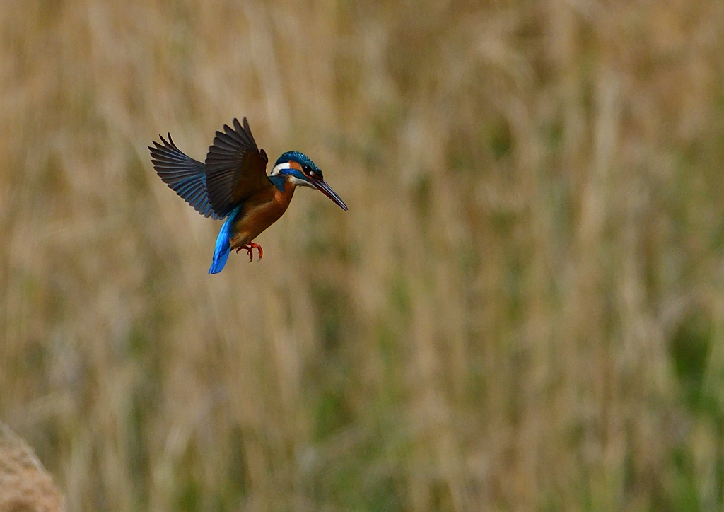 ホバ　４/２１❼