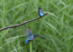 2羽のカワセミ　９/２２❷