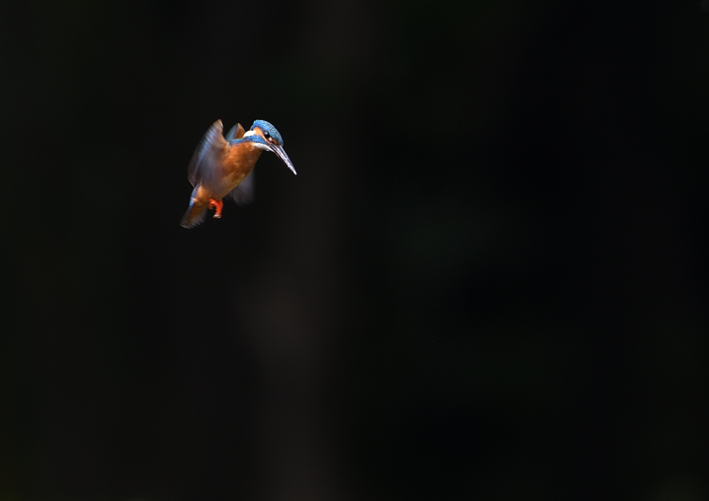 ホバ　５/２０❺