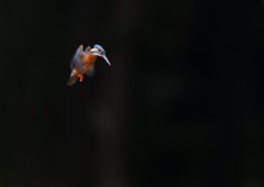 ホバ　５/２０❺