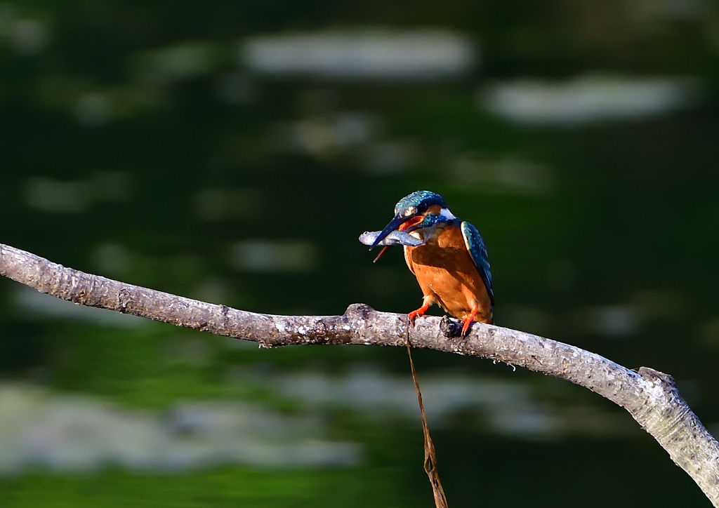 いつもの公園　６/５❶