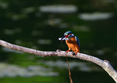 いつもの公園　６/５❶
