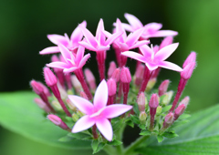 ヒメライラック　７/２７