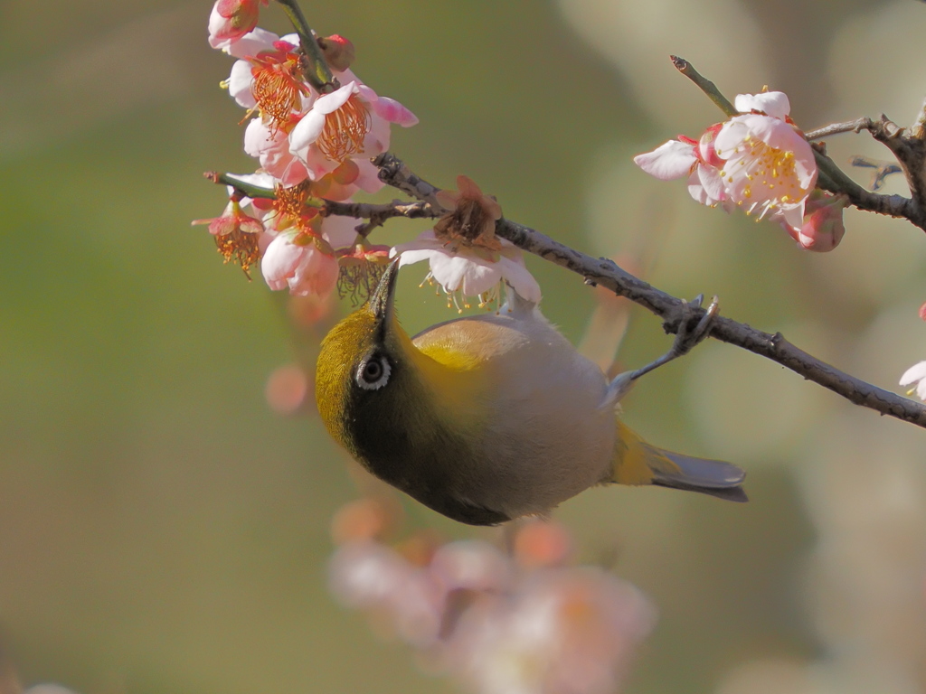 メジロ　２/２０❹