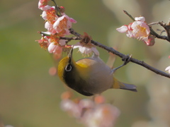 メジロ　２/２０❹