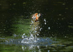 ダイブ　８/１３⓭