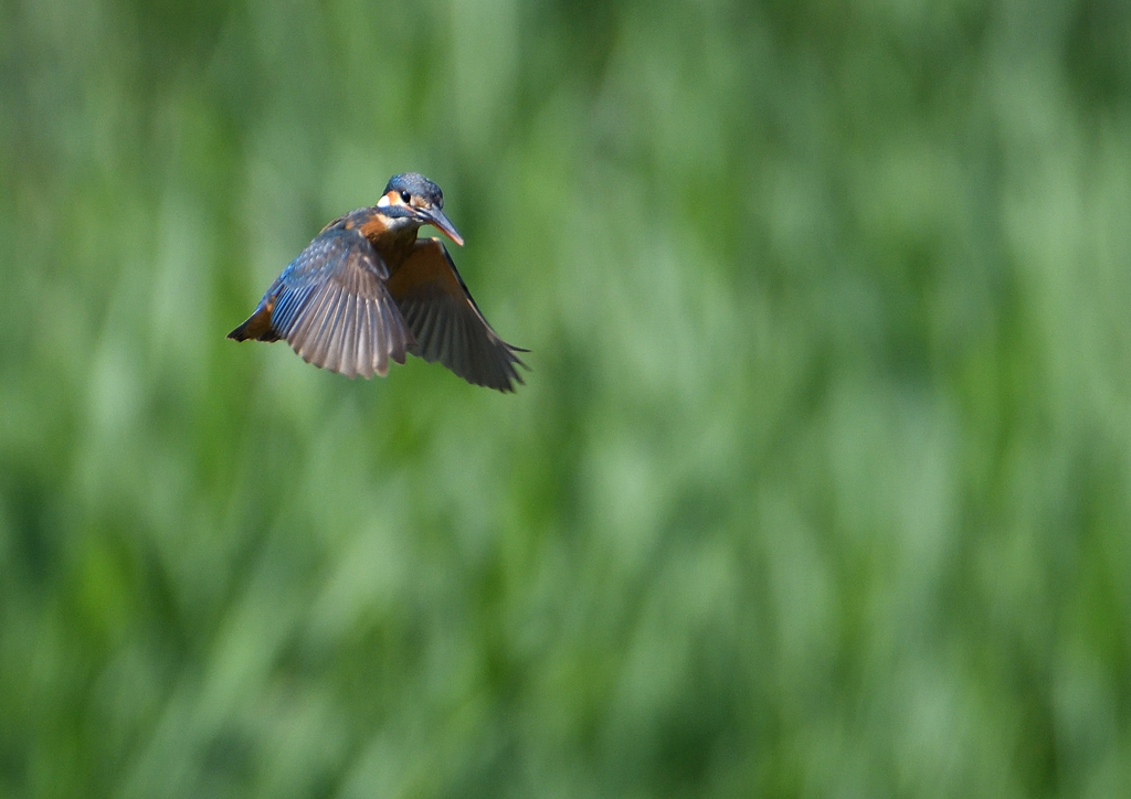 ホバリング　６/６❹