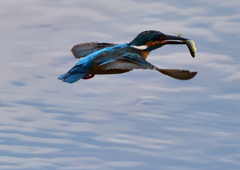 魚を・・・・　７/１２②