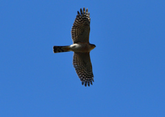 ハイタカ　２/２７❷