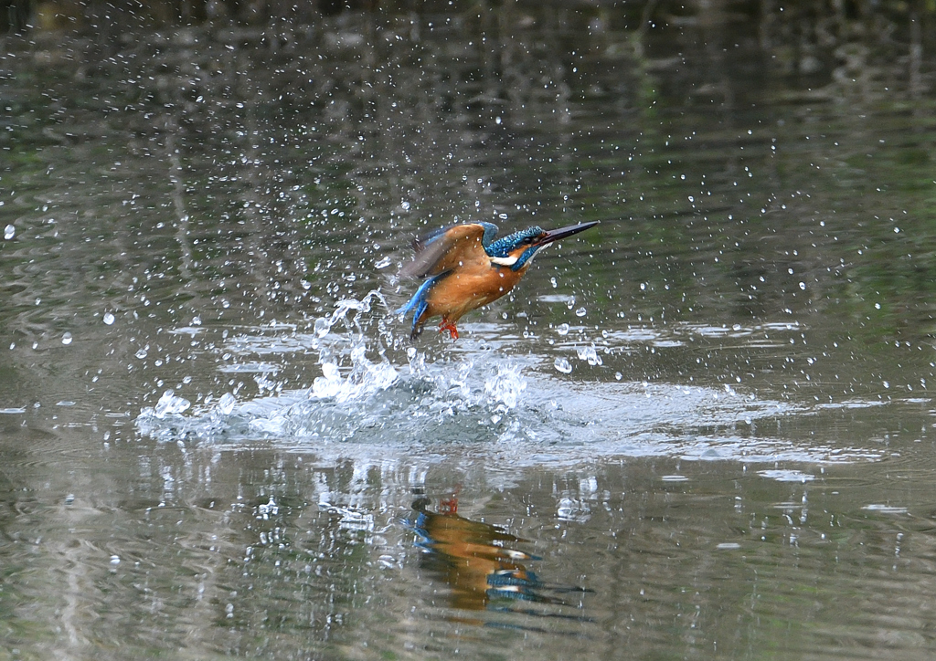 水浴び　４/１２❺