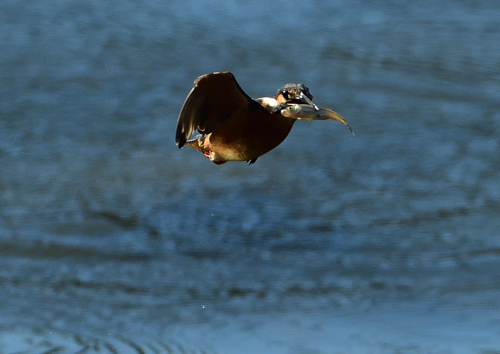 魚を・・・・❸