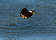 魚を・・・・❸