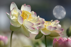 ハスの花　６/２１❸