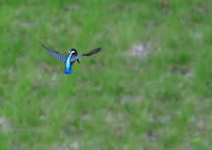 ホバリング　７/３１②