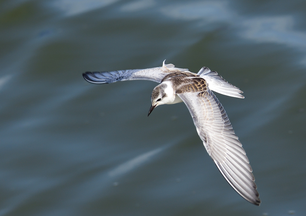 ハジロクロハラアジサシ　１０/５❻