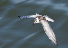 ハジロクロハラアジサシ　１０/５❻