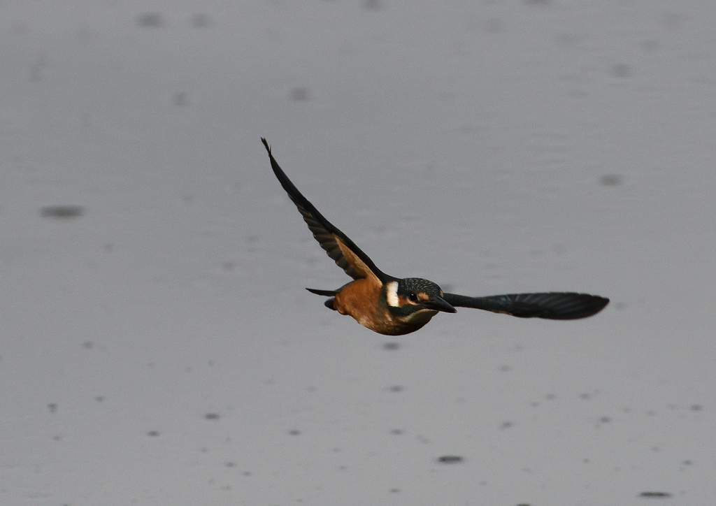 幼鳥、奮闘する　６/１４❶