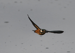 幼鳥、奮闘する　６/１４❶