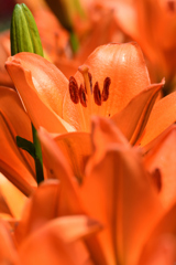 ゆり園　６/２０❸