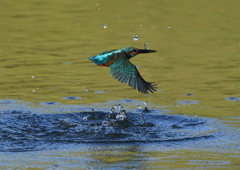 _191009_070910 DSC_8870