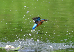 いつもの公園　８/１１❻