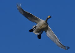 コハクチョウ　２/６❼